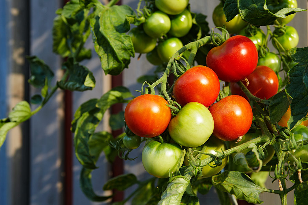 Tomatengewächshaus Tomaten Tomaten